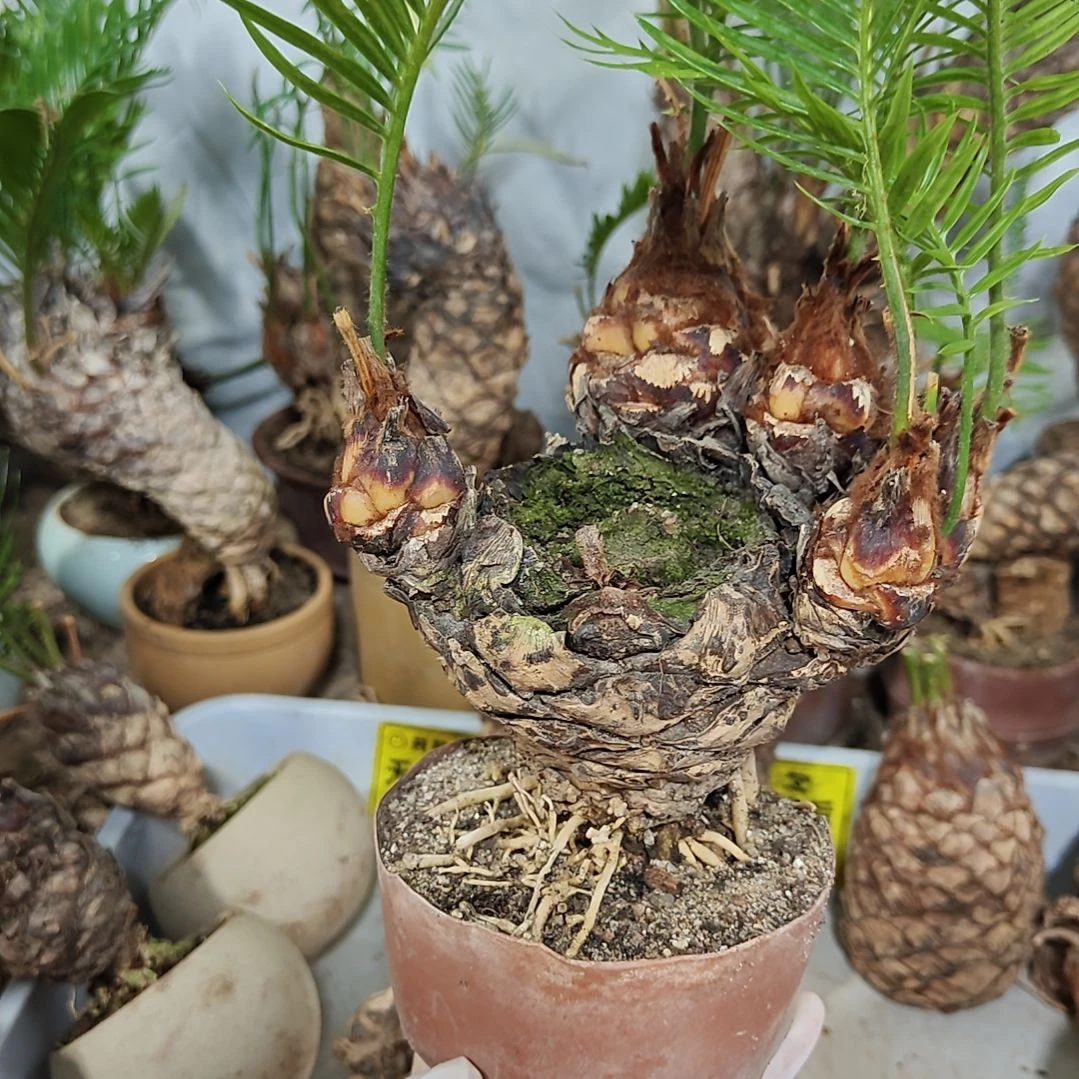 用***9无花朵白鳞铁盆景基地价格