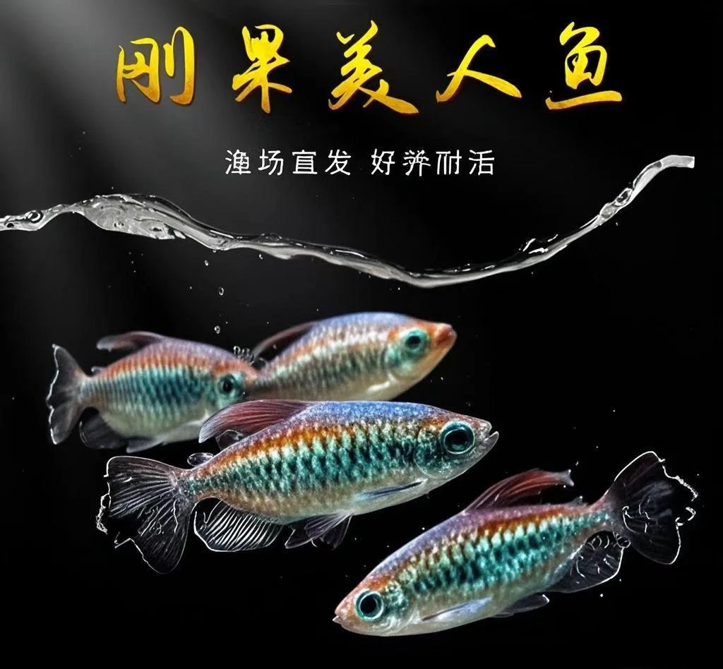 刚果美人石美人蓝美人鱼热带观赏鱼小型淡水群游活体鱼