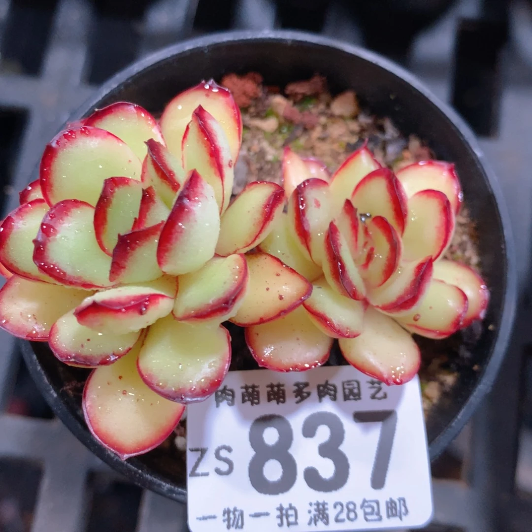 5CM拇指盆精控多肉ZS837