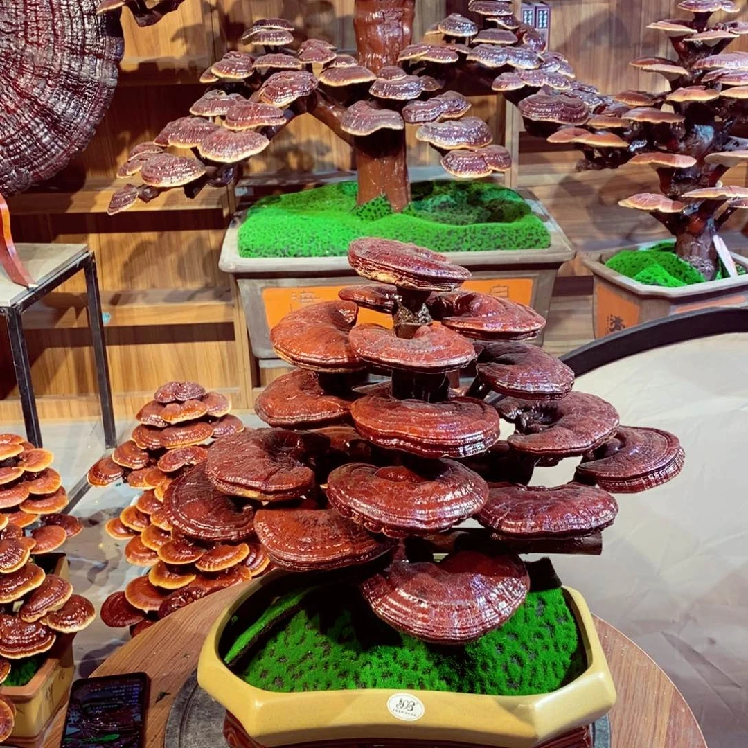 R*发财树发财树发财树