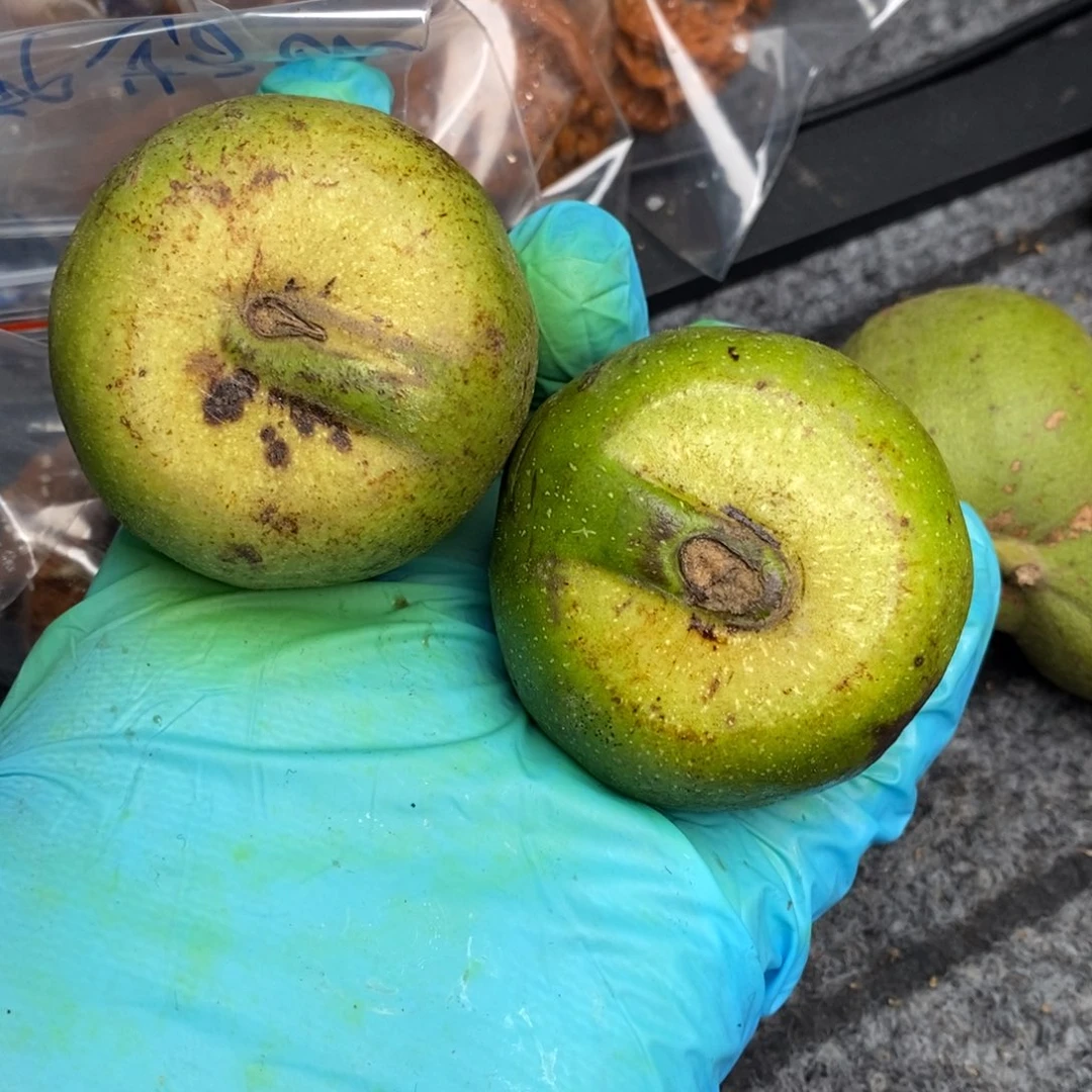 吊坠文玩核桃盘山三棱