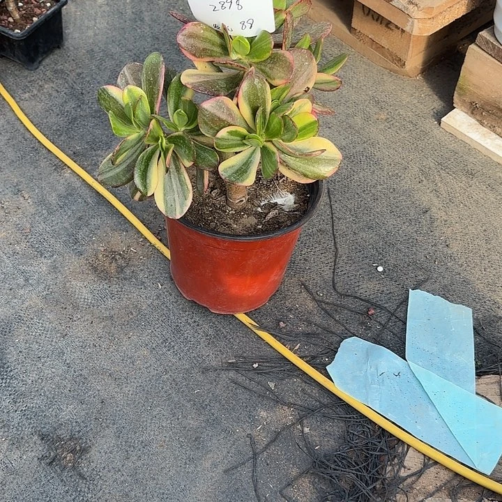 旺****当前无花栽培后可以开花老花88