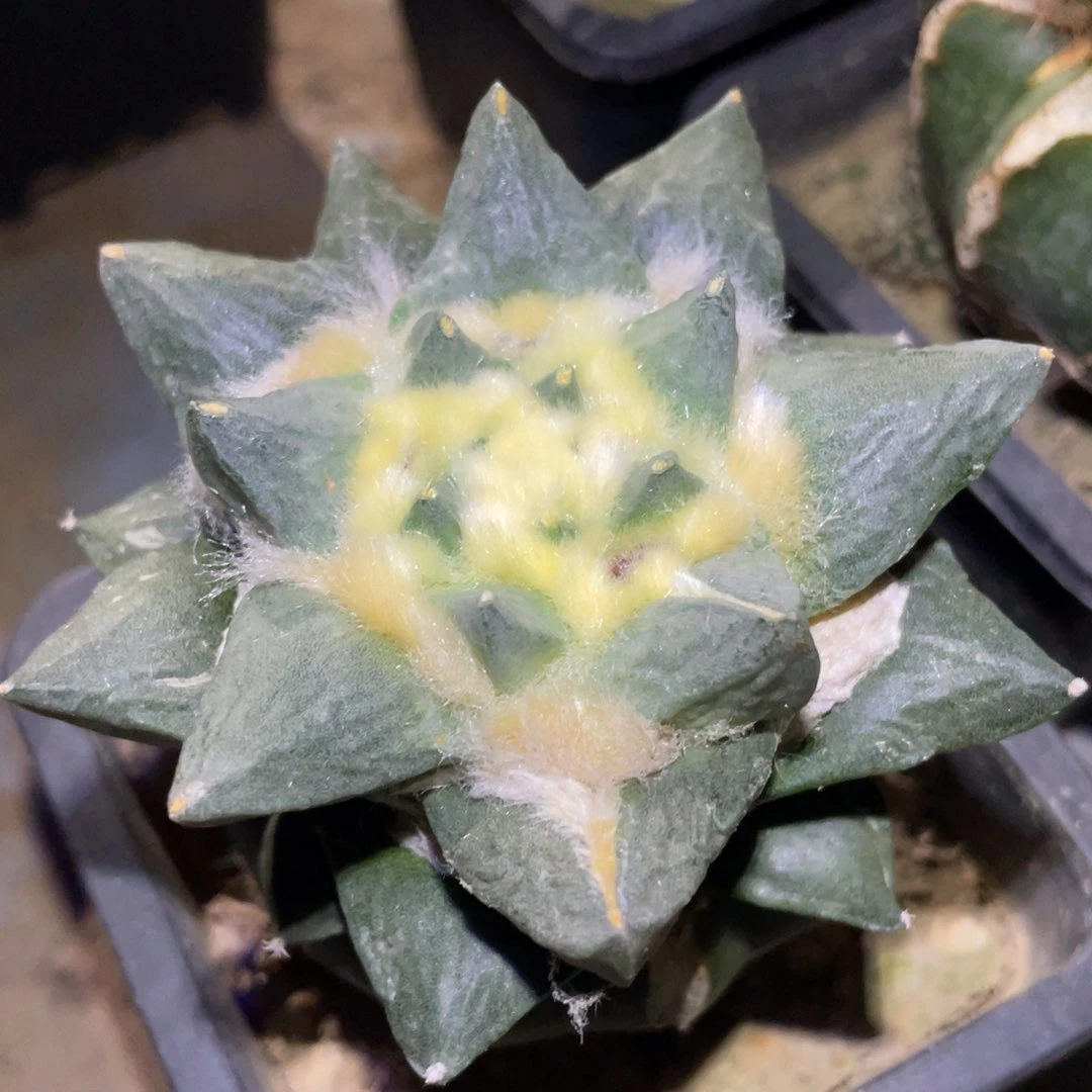 全部花朵仙人球开花080