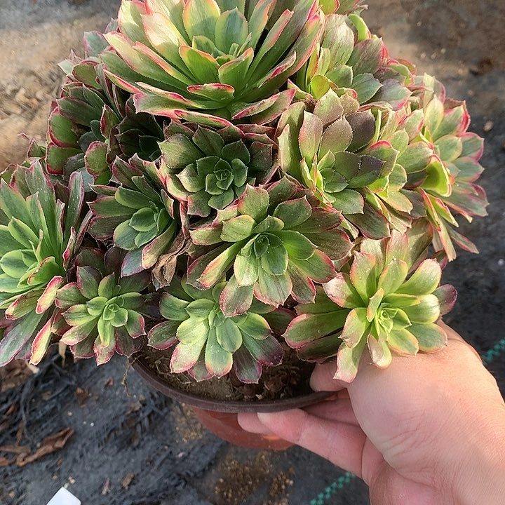 632安娜锦多肉植物