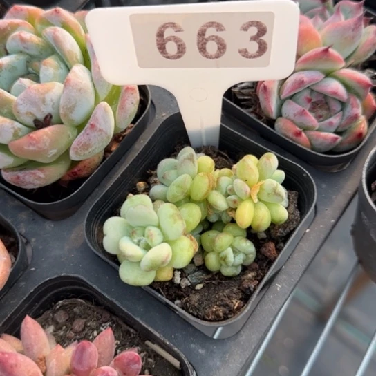 663阳光玫瑰一物一拍多肉