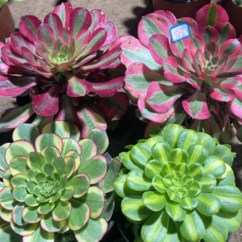 827多肉植物组合