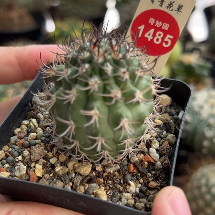 实生狂刺逆豹丸3.9cm