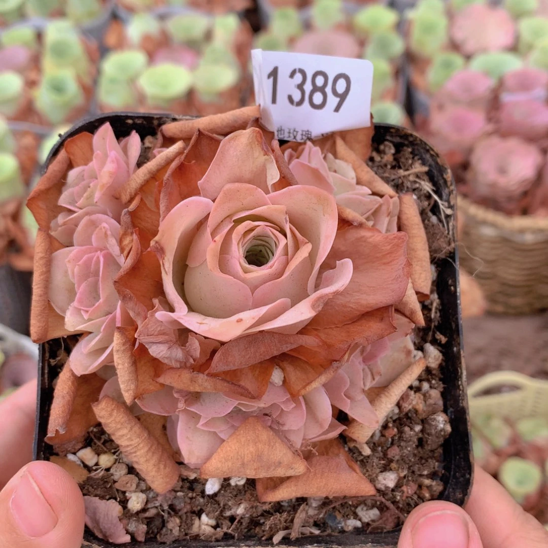 1389会掉侧芽不售后