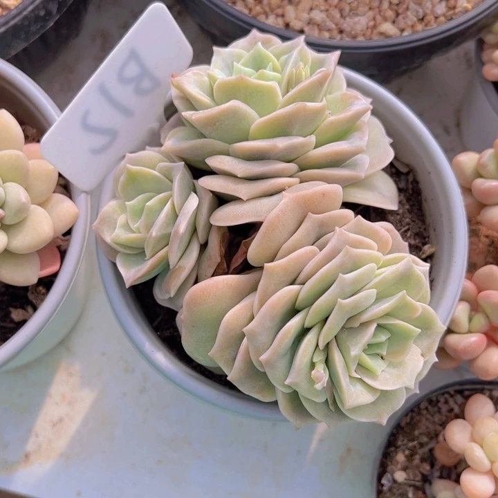 健健康康平平安安