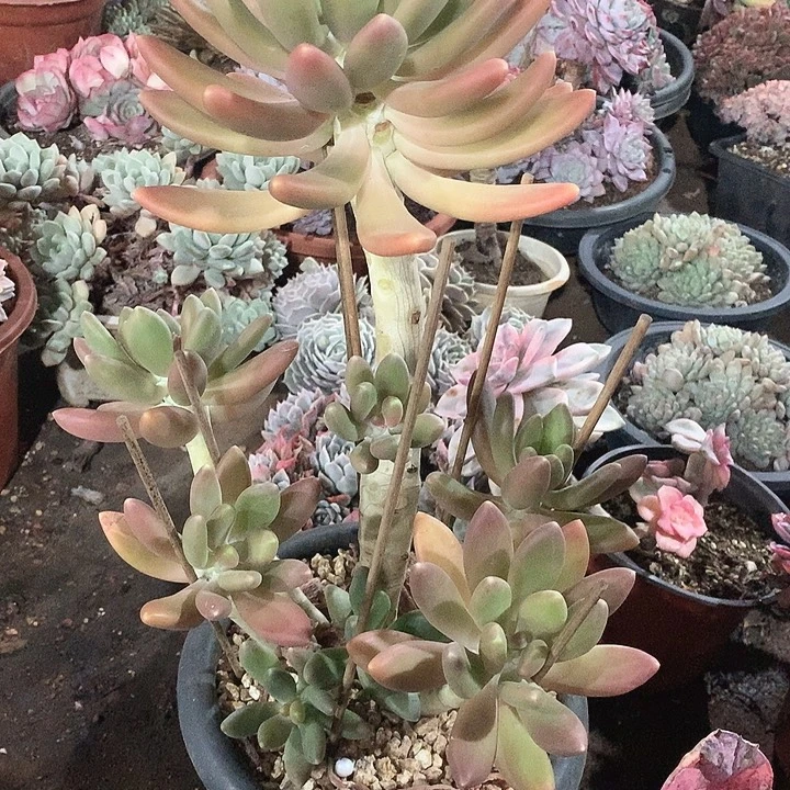 835金蝉一物一拍多肉