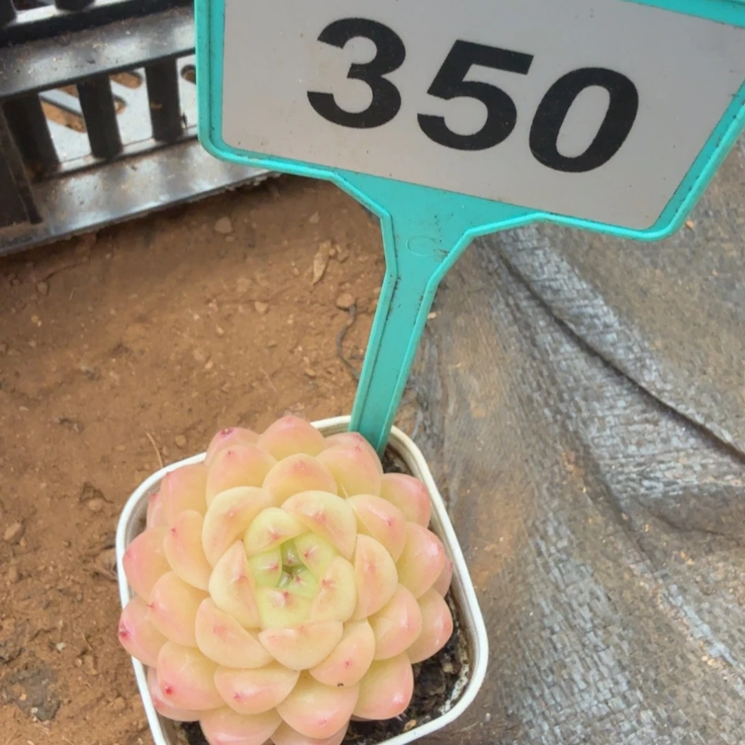 多肉植物漂亮多肉350