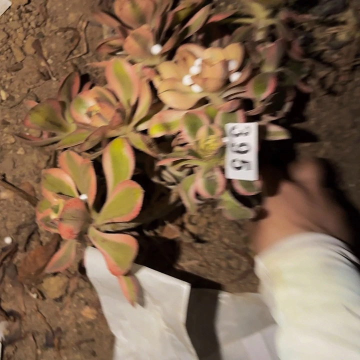 395燕姿超白多肉植物