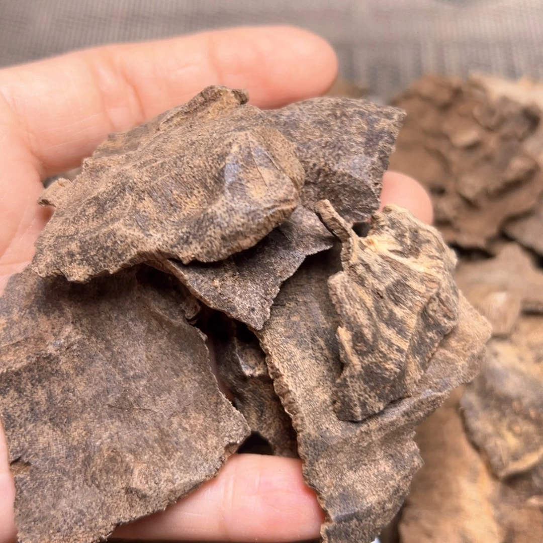 香榧木包壳福利10克