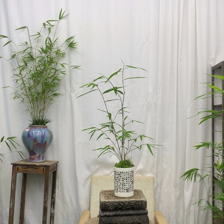 竹子竹子内门竹带盆