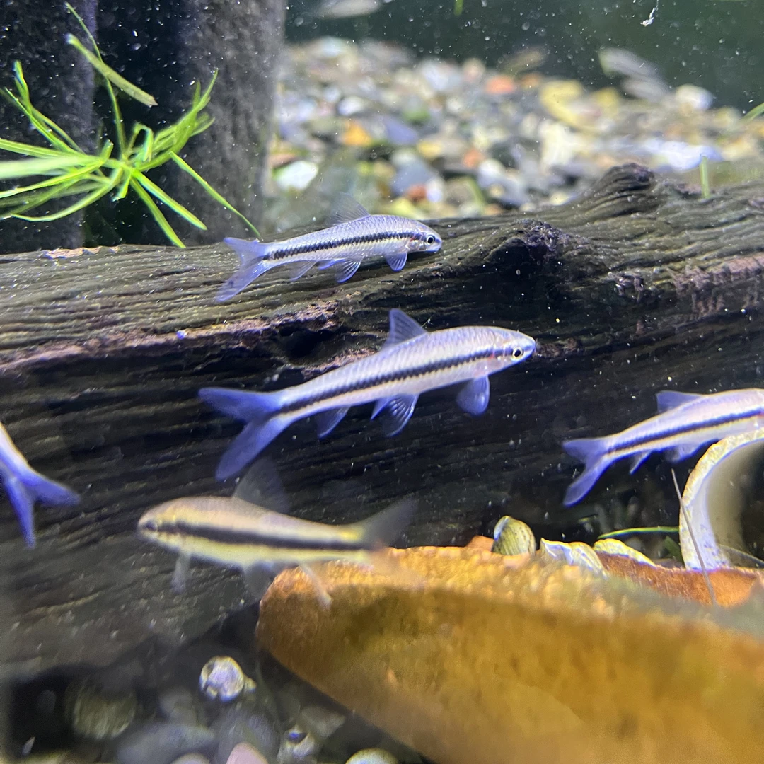 3-4cm一线飞狐除丝藻黑毛藻工具鱼清洁工热带鱼观赏鱼