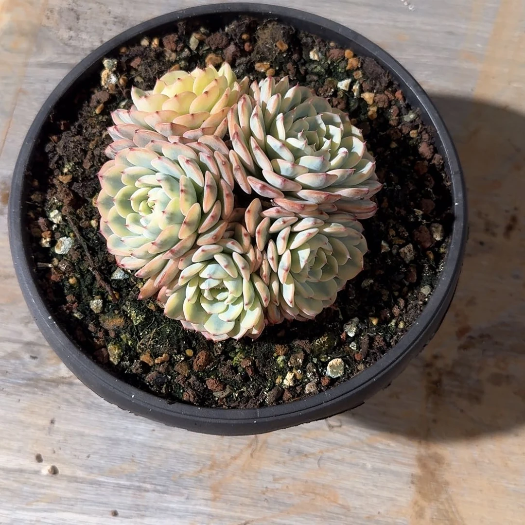 清***行姬莲锦多肉