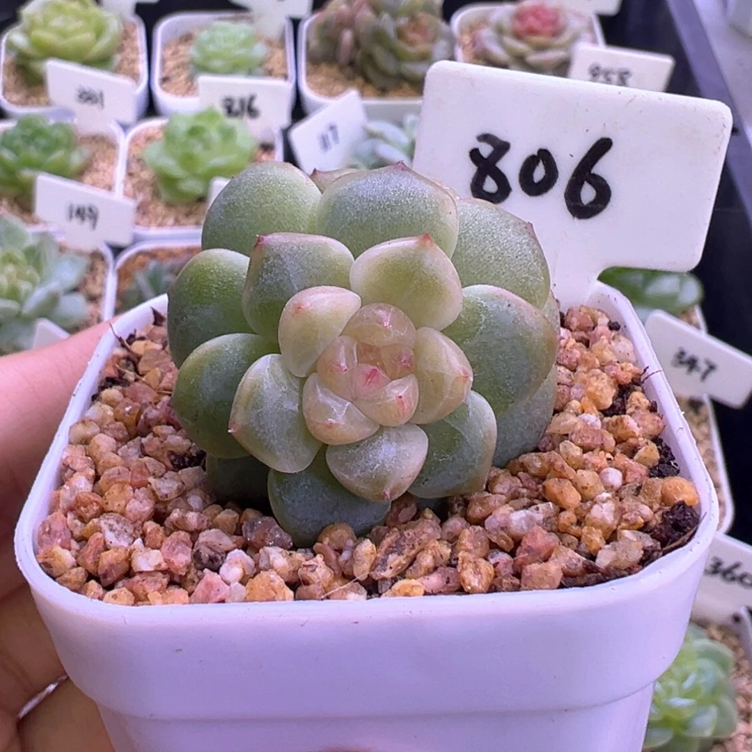 806号美人甜心 晗雨多肉