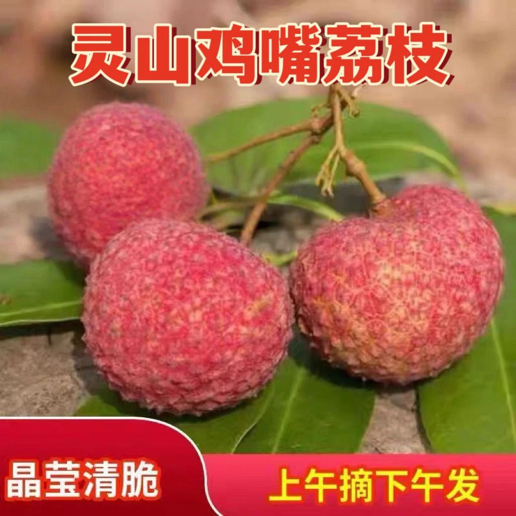 【顺丰明日到家】新鲜灵山老树鸡嘴荔枝6斤装 特大果 无泡水 带质检