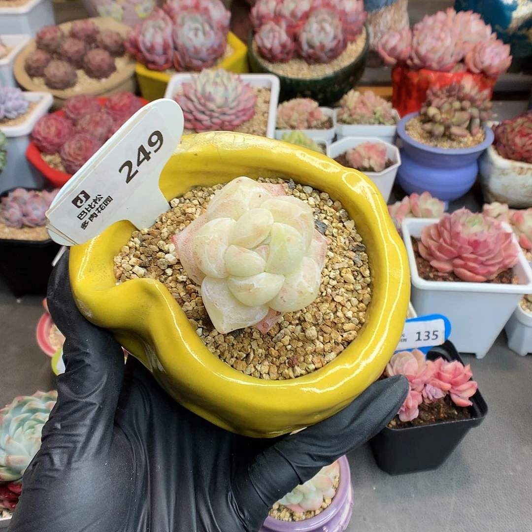 一***_249 冰玉石化多肉