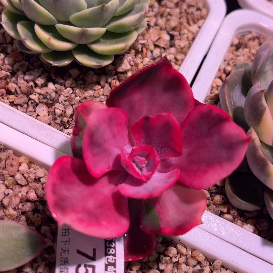 尚品特价舞会红裙锦头盖7508