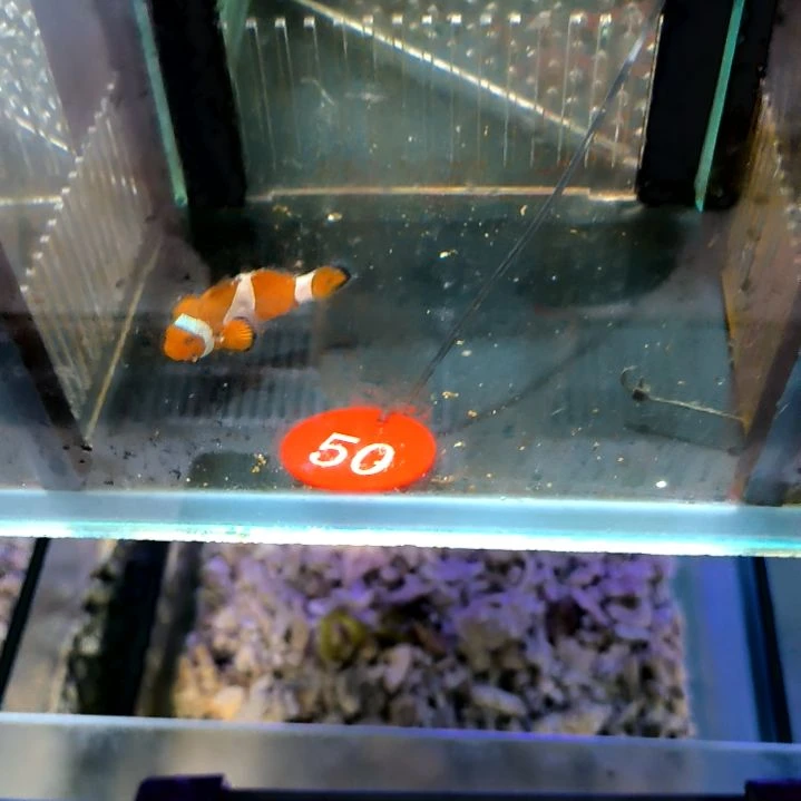 公子小丑5+/5-52-50