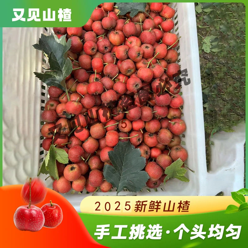 【只发大果】大金星山楂2025河北新鲜现发酸甜产地直发鲜山楂