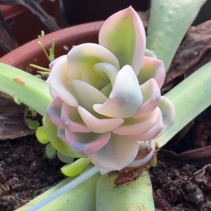 美尻锦 腹轮锦 带嫁接木