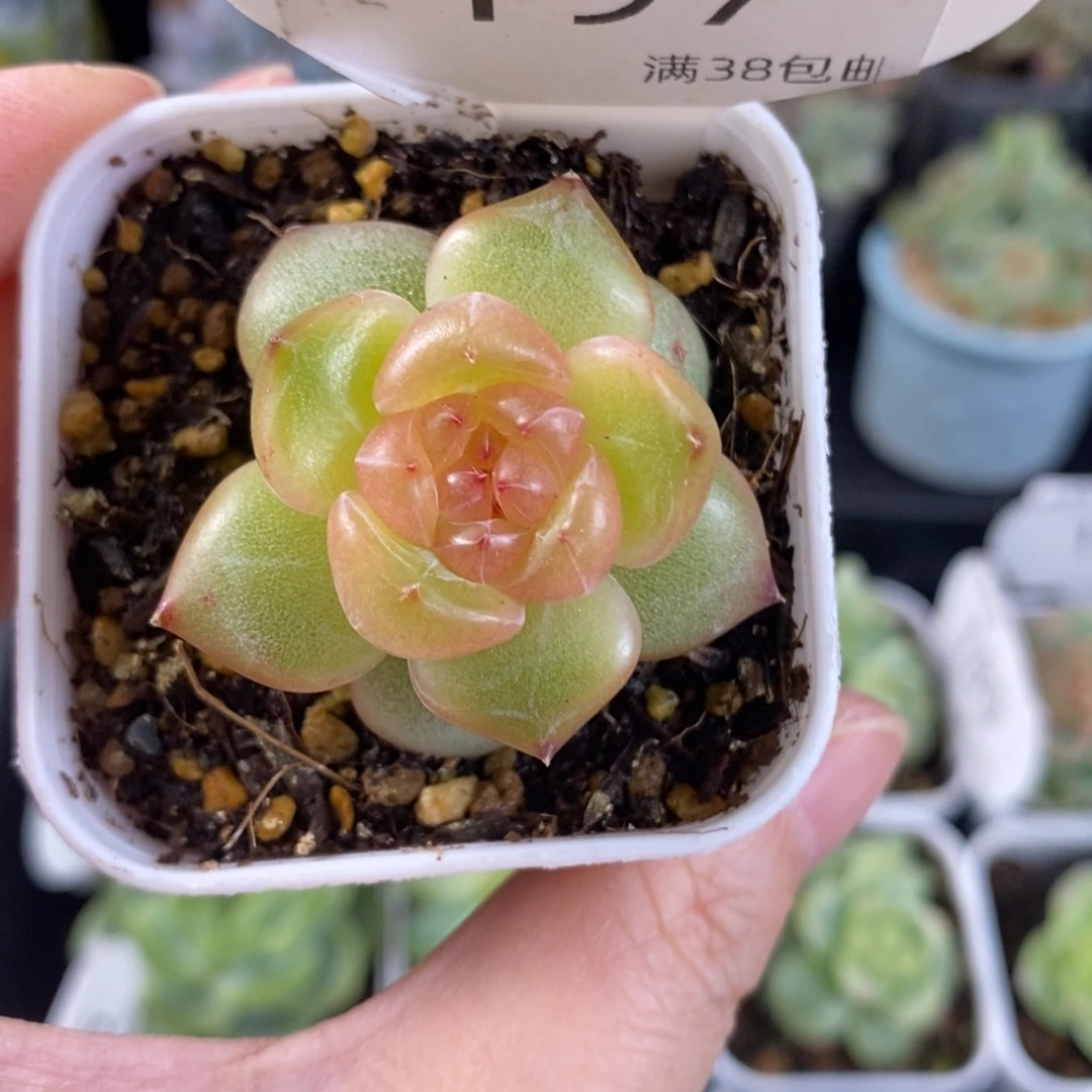 新品种播珍妮197号