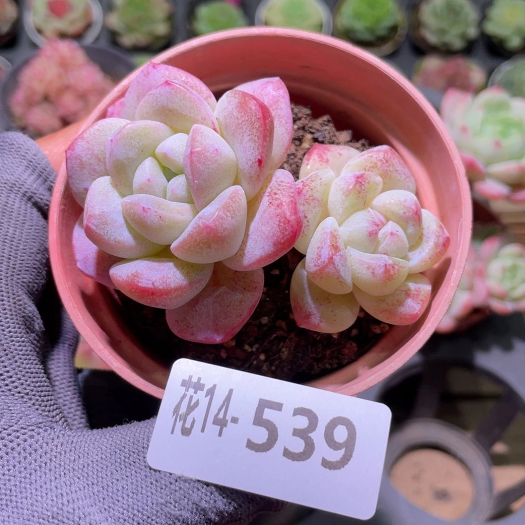 花利美14-539冰玉
