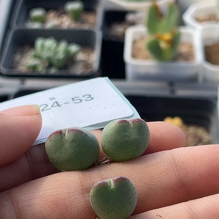 安***安24-53肉锥多肉植物