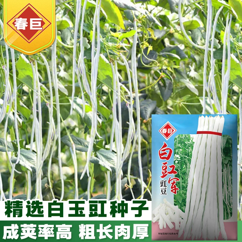 白豆角种子白豇豆种籽特长白条子架豆四季四季蔬菜不生虫夏天耐热