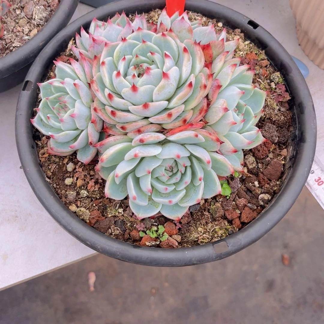 天**莲吉娃娃273多肉植物