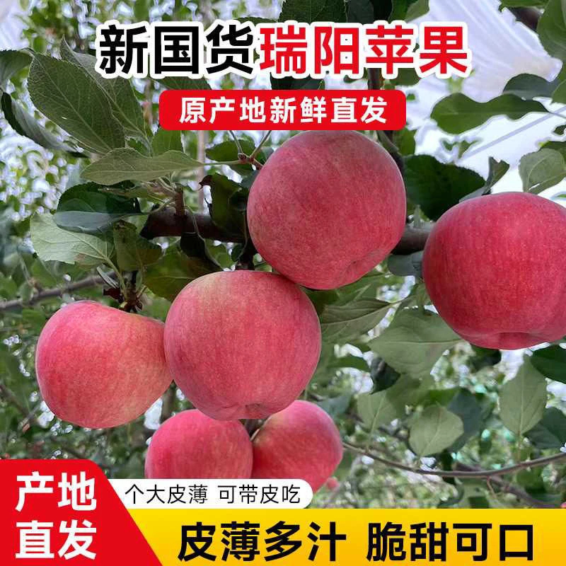 （带箱13斤24枚）庆阳瑞阳苹果脆甜多汁独特香味