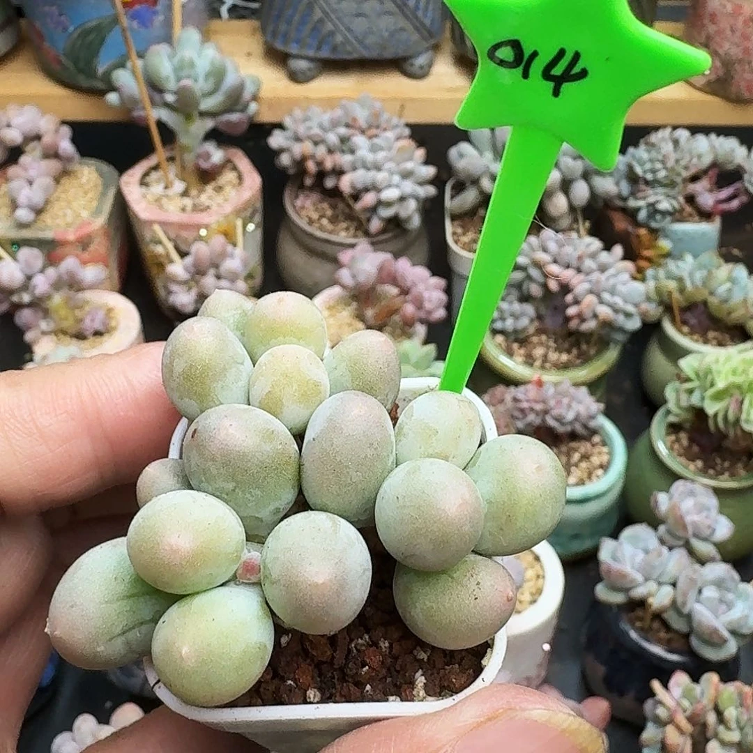 米可奶小群生老牛腿014