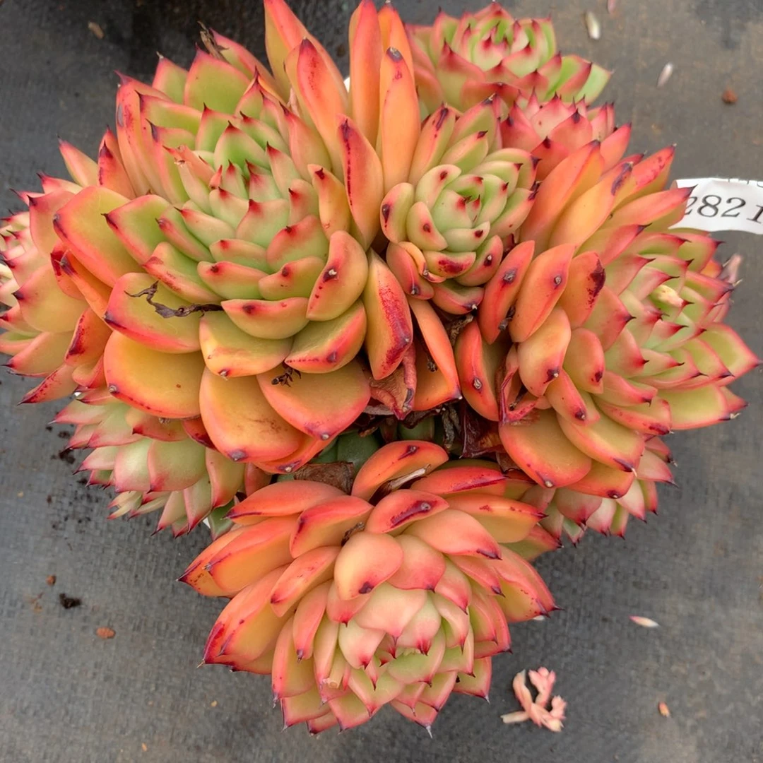 2821杂交多肉老桩