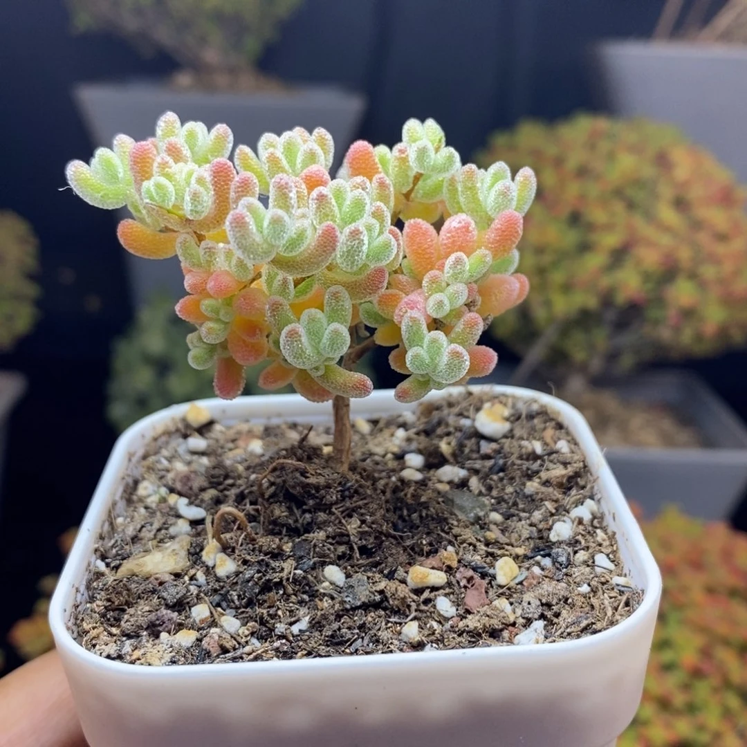 无花朵27号冰橙枝干