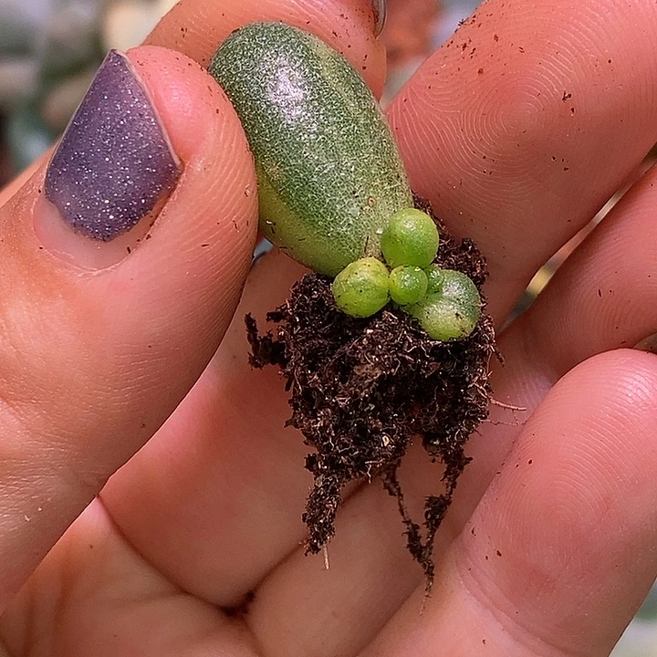 绿龟之卵锦多肉植物