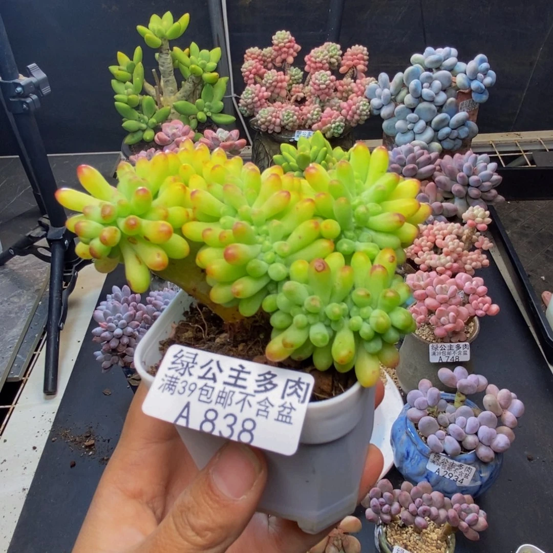 838乙女心缀多肉8c m