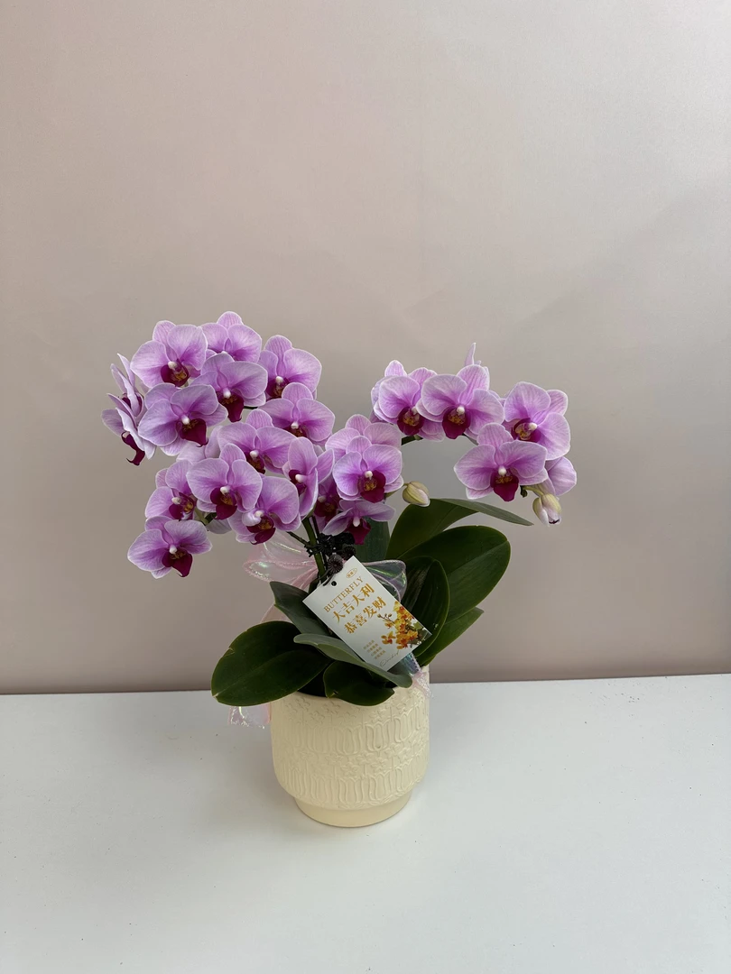 精品蝴蝶兰【宝贝】鲜花盆栽好养活多样性发货