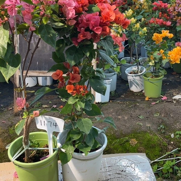 完全开放三角梅1174