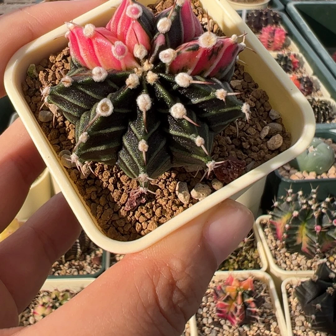 513 好看的米哈冲冲冲