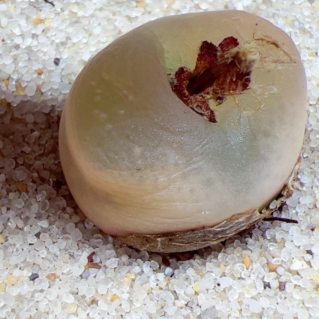 113 45优秀的肉肉55