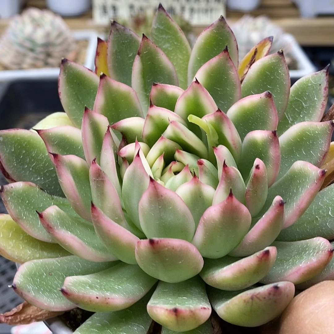 2015 不知名东云覆轮锦 需延时发货