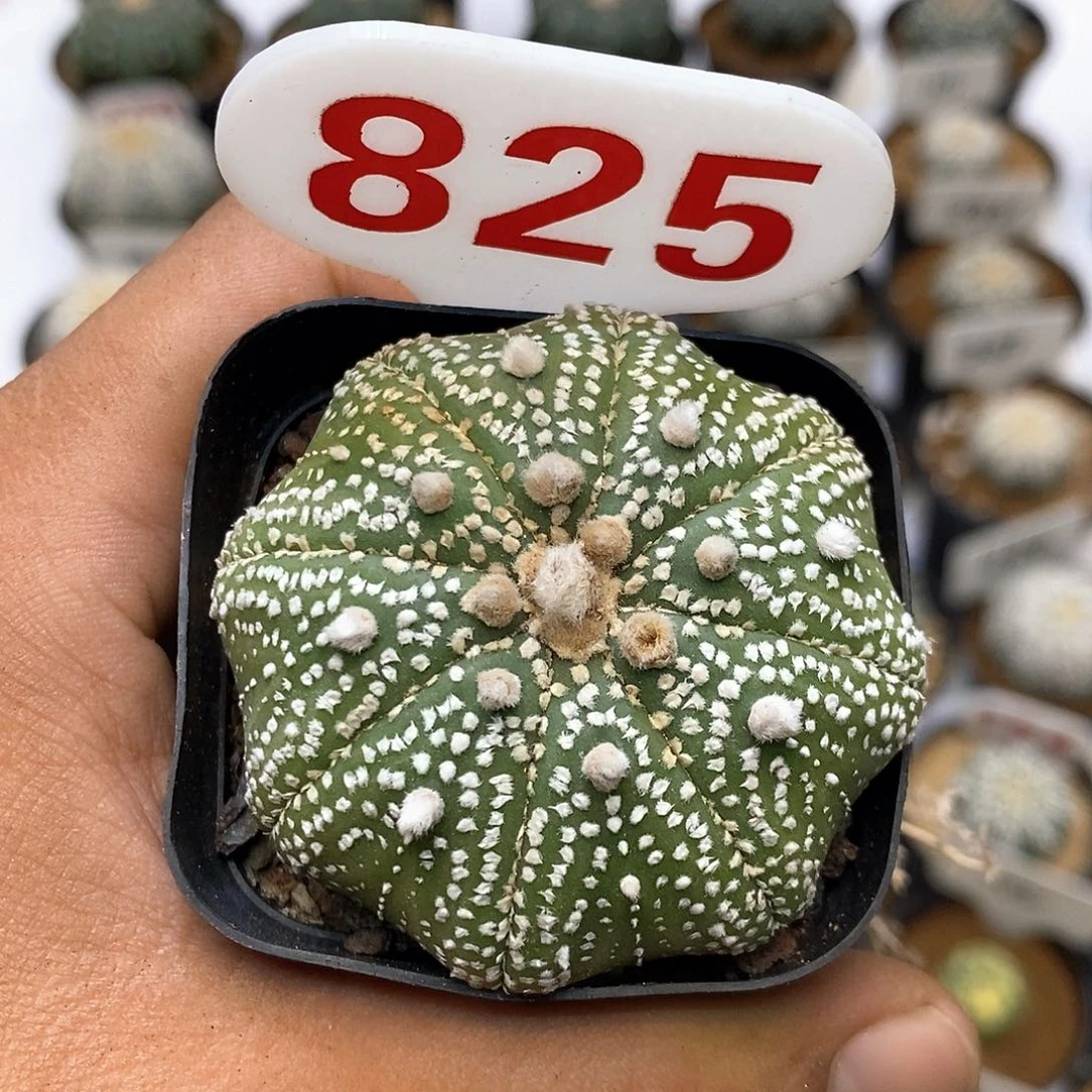 825泰奇南瓜海星福利