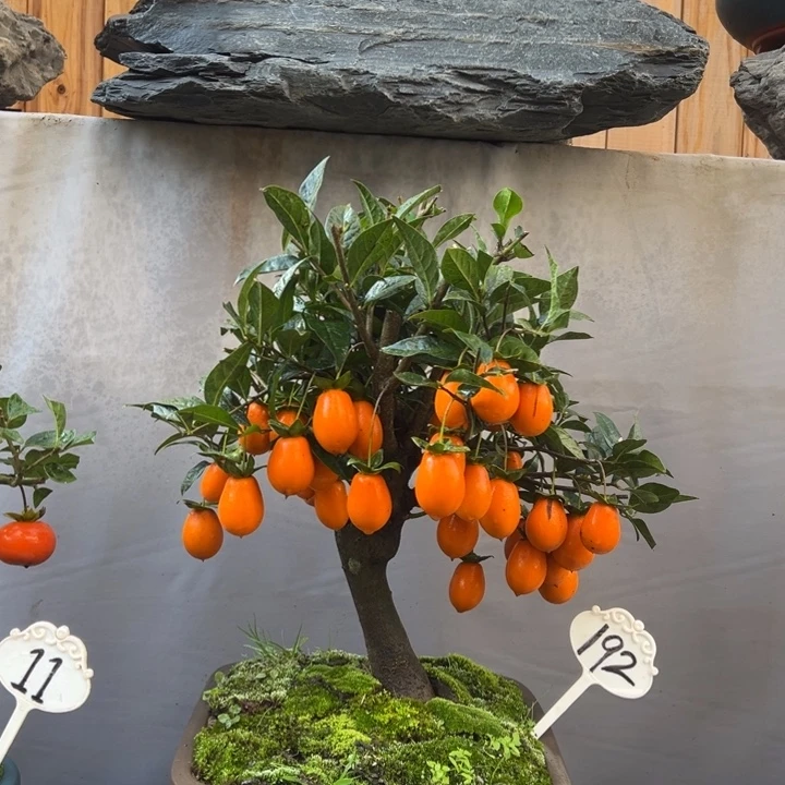无花朵金弹子盆景一物一拍