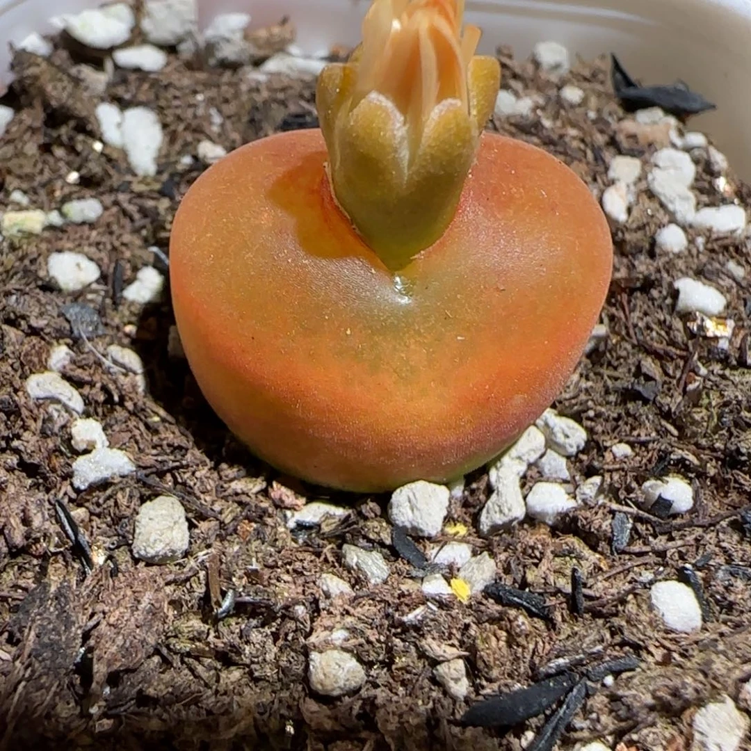 肉锥多肉植物组合-优选水蜜桃母本91