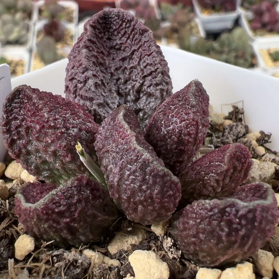 绿色油亮满纹颗粒款实生新品