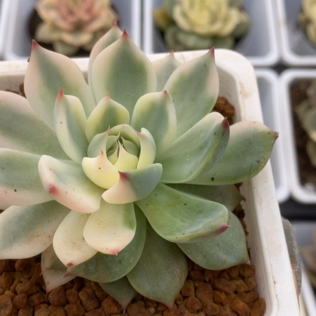 099锦锦锦锦锦锦锦