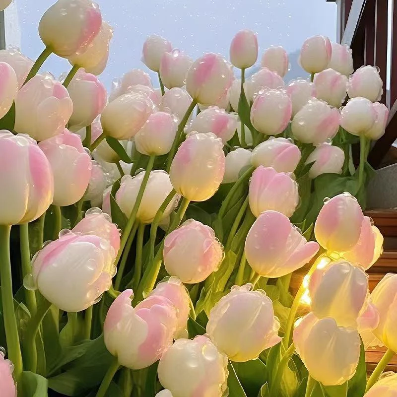 郁金香种球水培花卉土养植物室内花四季好养活盆栽花苗鲜花