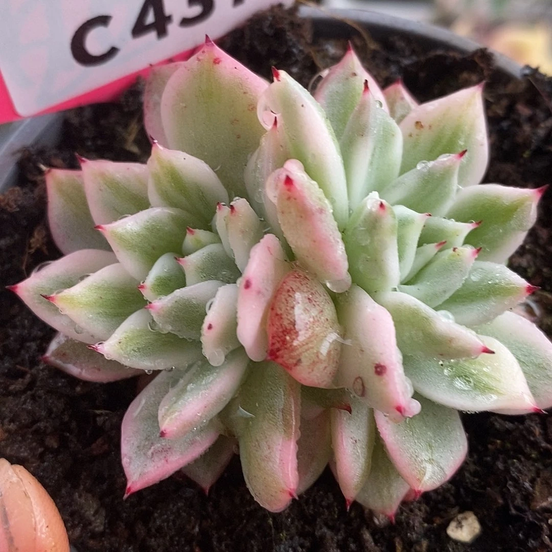 437福利哈哈哈哈哈